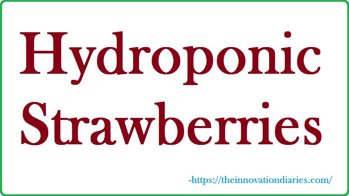 Hydroponic Strawberry Towers