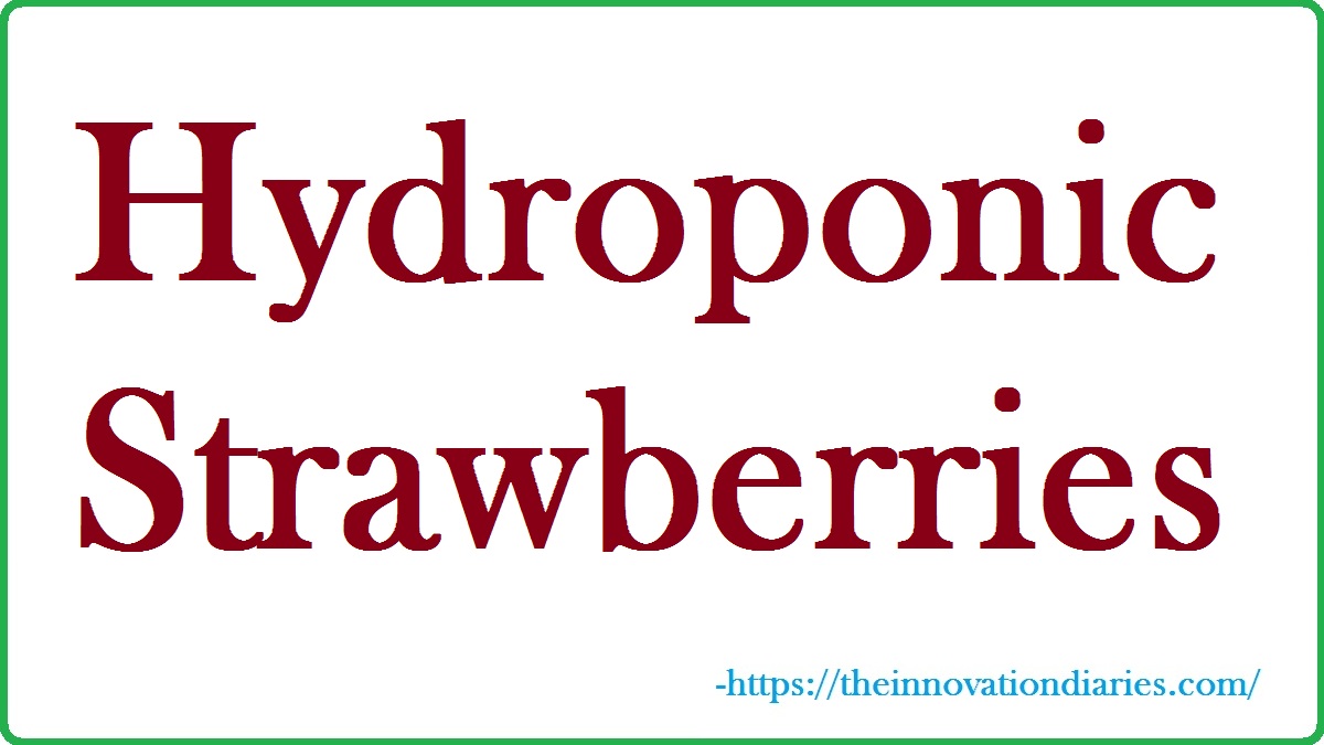 Hydroponic Strawberries